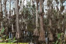 cypress trees